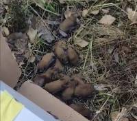 Майже 180 кажанів хтось викинув у коробці на мороз: врятувати вдалось не всіх