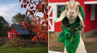 Кози, крафтовий сир і туризм: як родина зі столиці влаштувала козину ферму