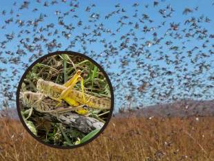 Нашестя сарани на Хмельниччині? Держпродспоживслужба спростовує чутки
