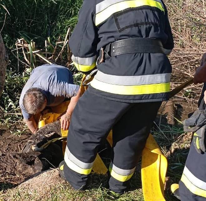 У Шепетівському районі надзвичайники рятували корову