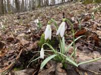 Наприкинці січня у лісах Шепетівщини з'явились першоцвіти