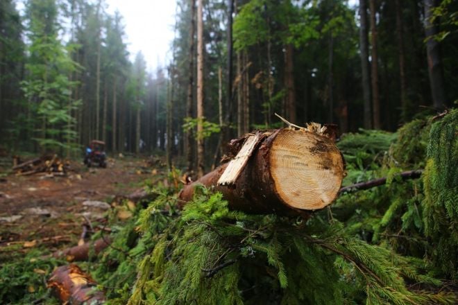 З лісників стягнуть 300 тис грн компенсації через неналежну охорону лісів від вирубки