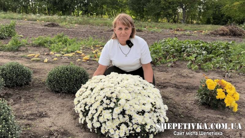 2,5 тисячі кущів хризантем у пам'ять про загиблого чоловіка-захисника: історія вчительки з Шепетівщини