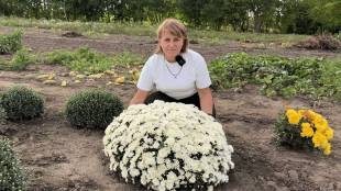 2,5 тисячі кущів хризантем у пам'ять про загиблого чоловіка-захисника: історія вчительки з Шепетівщини