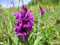 На Шепетівщині створено природоохоронну зону: що там виявили