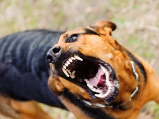 На Шепетівщині виявили перший в цьому році випадок сказу собаки