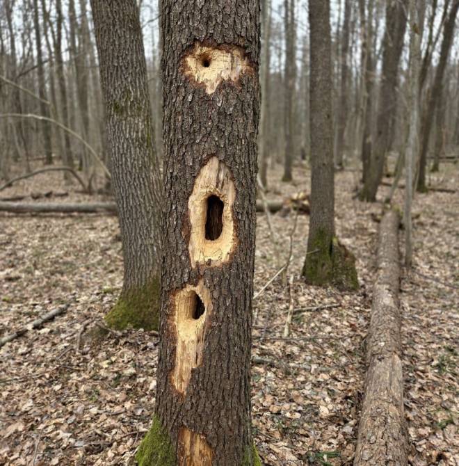 У нацпарку на Шепетівщині виявляють загадкові отвори на деревах: хто їх залишає