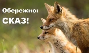 У Білогірській громаді запровадили карантинні обмеження через сказ