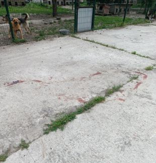 У Нетішині невідомі випустили з вольєрів усіх собак-безхатьків