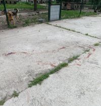 У Нетішині невідомі випустили з вольєрів усіх собак-безхатьків