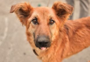 У Коськові собачення, хворе на сказ, покусало власників