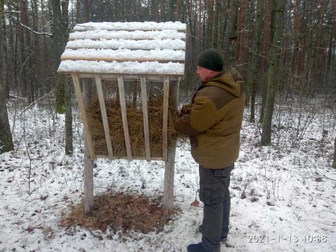 У ДП «Шепетівське лісове господарство» підтримують дичину в морозний період