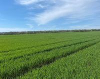 Агрометеорологи проінспектували обстеження стану посівів сільгоспкультур Шепетівщини