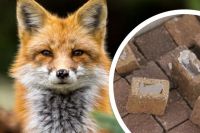 На Хмельниччині проводитимуть пероральну імунізацію диких м’ясоїдних тварин