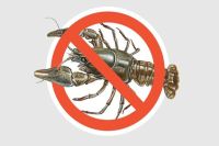 На Хмельниччині заборонено виловлювати раків з 15 серпня