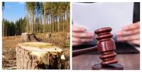 "Невідомі вирубують ліс, а громада має платити?": Славутська міськрада оскаржить претензію