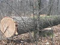 Двоє жителів Шепетівщини отримали вироки за незаконну порубку лісу
