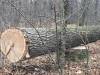 Двоє жителів Шепетівщини отримали вироки за незаконну порубку лісу