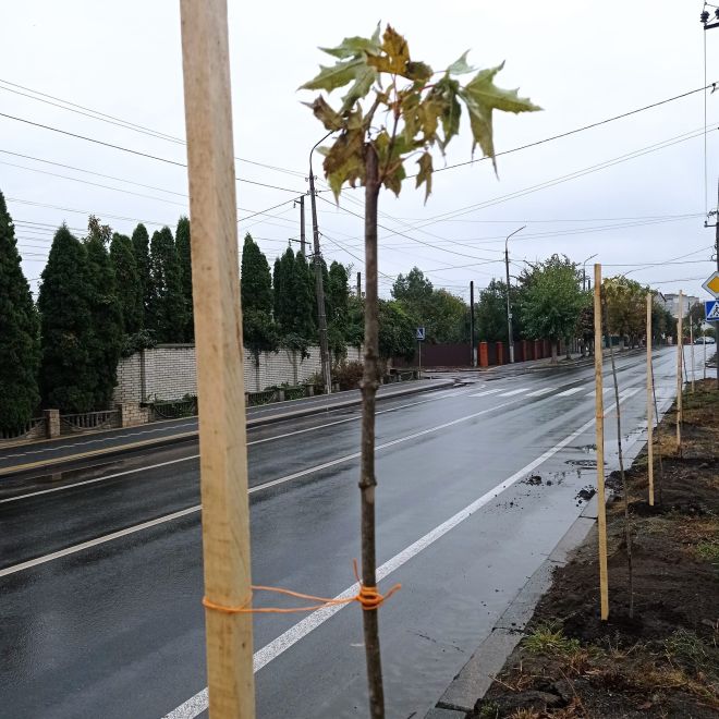 У Шепетівці висадили 200 нових саджанців дерев