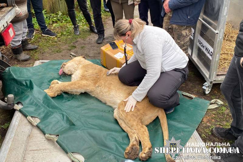 У Хмельницькому вилучили тварин із приватного зоокуточка, звідки тікали левиці