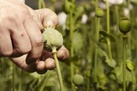 До кінця вересня на Шепетівщині триватиме операція "МАК"