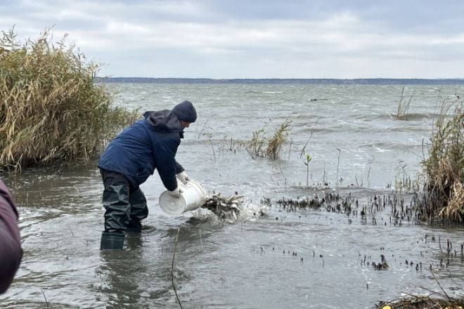 На технологічній водоймі Хмельницької АЕС розпочали зариблення