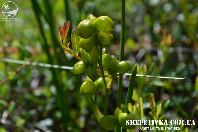 Болотянка звичайна або шейхцерія болотна: раритетна рослина росте у Шепетівському районі