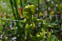 Болотянка звичайна або шейхцерія болотна: раритетна рослина росте у Шепетівському районі