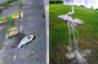 У Славуті невідомі прямо поблизу міського пляжу ловили сіткою рибу