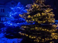 Новорічні ялинки готові до продажу: коли почнеться реалізація та які будуть ціни