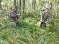 Науковці шукали на Шепетівщині місця зростання видів рослин Червоної книги України