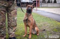 Cпілкуються з Гаррі лише німецькою: на Шепетівщину прибуло чотирилапе підкріплення