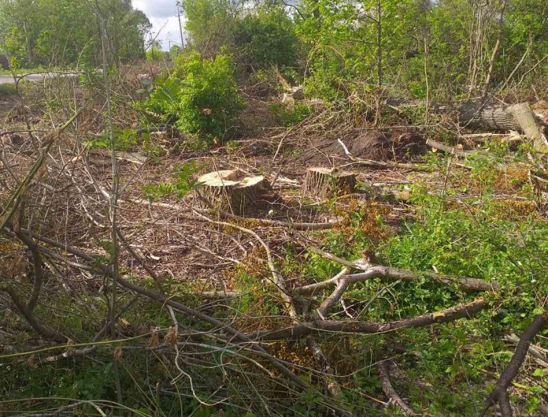 В селі Судилків незаконно вирізали 101 дерево