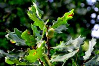 За два спиляних дерева отримав обмеження волі строком на 3 роки