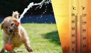 У Шепетівці знову зафіксовано температурний рекорд