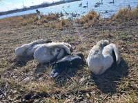 На Шепетівщині ще 4 лебеді стали жертвами підгодівлі людьми