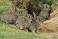 З 1 квітня у лісах розпочинається «сезон тиші» для диких тварин