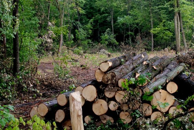 Щодо Шепетівського військового лісгоспу відкрито кримінальне провадження