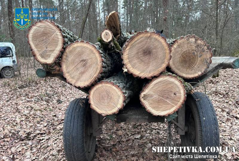 Завдав збитків на пів мільйона гривень: шепетівчанина судитимуть за незаконну порубку дерев