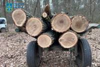 Завдав збитків на пів мільйона гривень: шепетівчанина судитимуть за незаконну порубку дерев