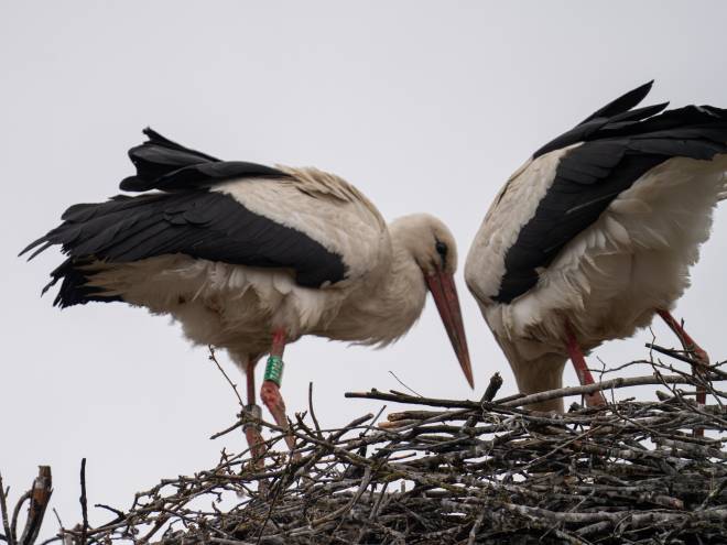 Польщу змінила на Україну: відома лелека Збися оселилася на Шепетівщині