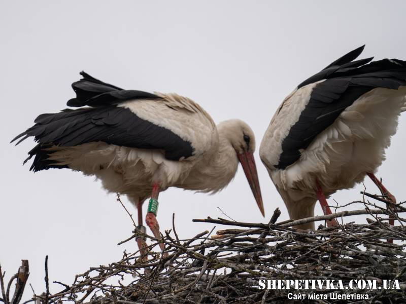 Польщу змінила на Україну: відома лелека Збися оселилася на Шепетівщині