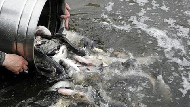 У водойму біля Шепетівського цукрокомбінату випустять 500 кг малька