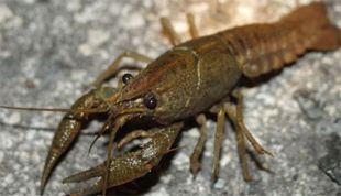 Від завтра на Хмельниччині можна ловити раків