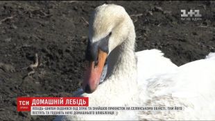 Пенсіонерка взяла під опіку лебедя
