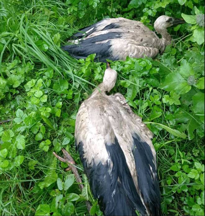 На Шепетівщині врятували двох лелеченят, яких буревій викинув із гнізда