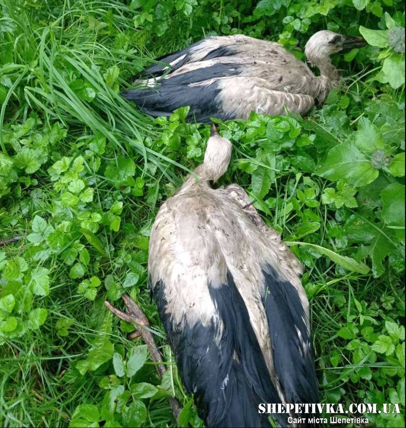 На Шепетівщині врятували двох лелеченят, яких буревій викинув із гнізда