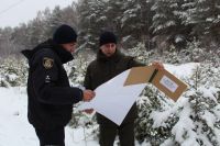 За самовільно зрублену ялинку доведеться заплатити 510 грн штрафу