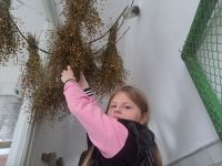 Юна шепетівська науковиця здобула призове місце на Всеукраїнському біологічному форумі