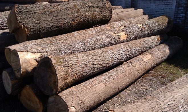 Під час обшуків вилучено 44 куб м деревини цінної породи